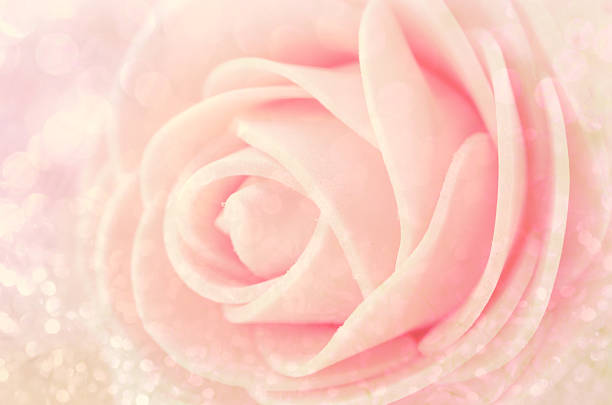 istock Close up Center Sepia Pink Roses. 490505446