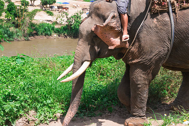 istock Group tourists to ride on an elephant in forest 490505808