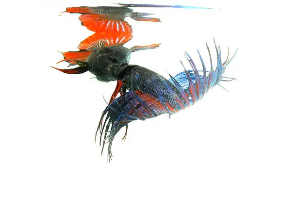 Photo of fighting fish