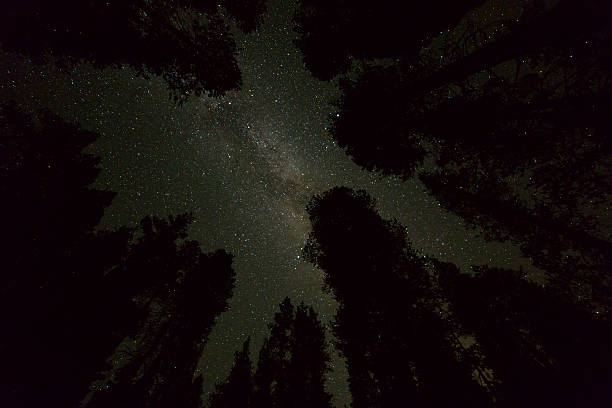 istock Starry night sky with milky way galaxy and trees silhouettes 490506114