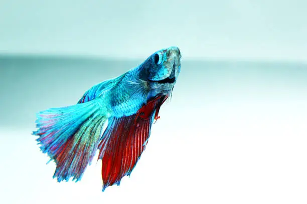 Photo of fighting fish10