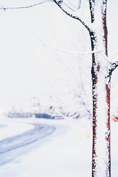 istock Frozen tree tree trunk frames deserted winter road. Colorado, USA 490506630