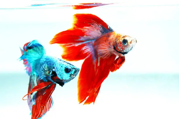 Photo of fighting fish12