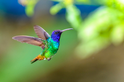 Golden-tailed Sapphire (Chrysuronia oenone) (♂)  Small hummingbird flying and static suspended on a background of green leaves and plants and blue colors, with outstretched wings looking to the right