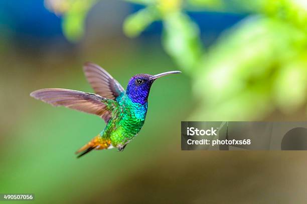 Goldentailed Sapphire Hummingbird Stock Photo - Download Image Now - Hummingbird, Animal, Bird