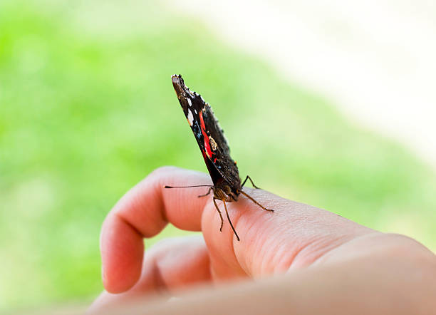 farfalla su una mano - one animal black abdomen human finger foto e immagini stock