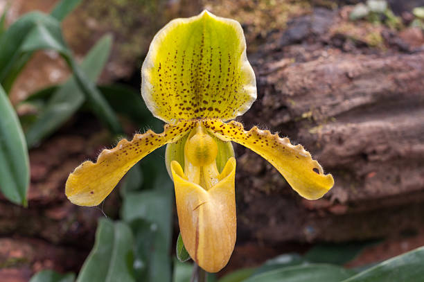 istock Yellow Lady's Slipper Flower 490507524