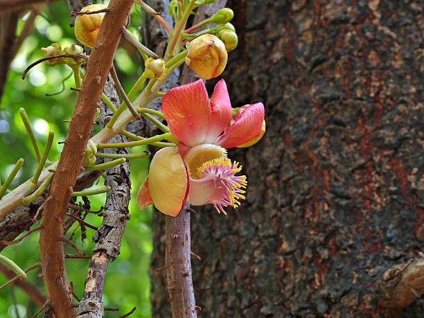 istock Couroupita guianensis known as Cannonball Tree 490507718