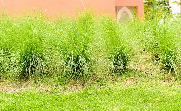 istock Feather Grass in the garden 490507962