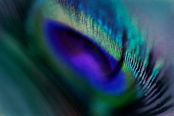 istock Digital art, paint effect, Abstract macro peacock feather vivid color 490508302
