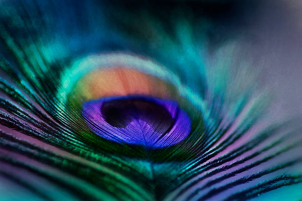 istock Digital art, paint effect, Abstract macro peacock feather vivid color 490508324