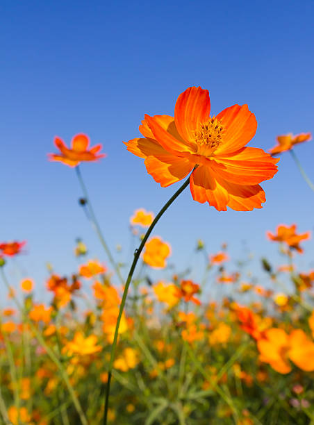 istock Closeup Orange cosmos flowers or Sulfur cosmos 490508948