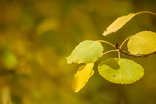 istock Golden Fall Aspen Leaves 490510436