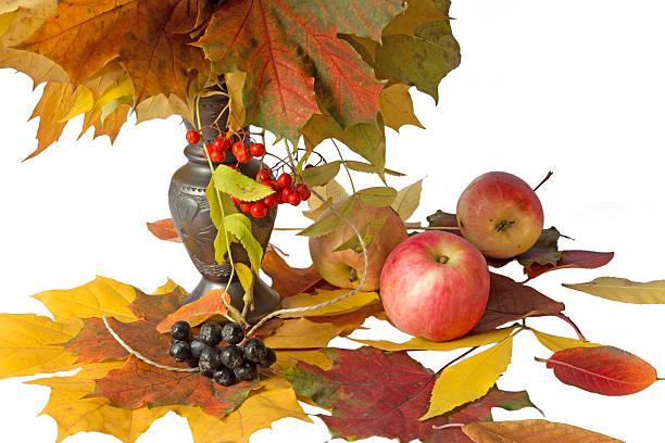 istock Autumn leaves, red and black rowan 490511834
