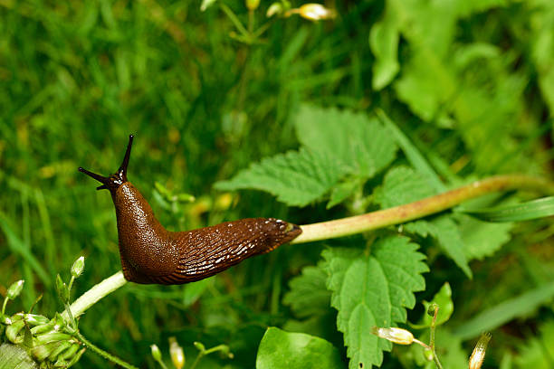 istock Spanish slug invasion in garden. 490512404