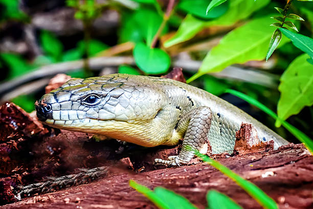 istock Pink Tongued Skink 490513358