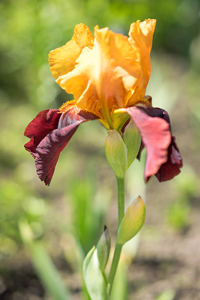 istock yellow and brown rare iris flower 490513554