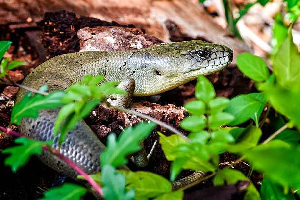 istock Pink Tongued Skink 490513624