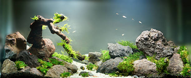 istock small landscape in freshwater aqurium 490514582