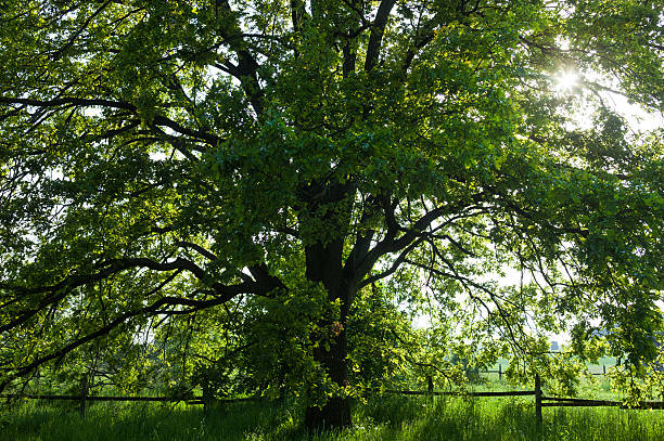 istock The old oak tree in bright summer day 490515370