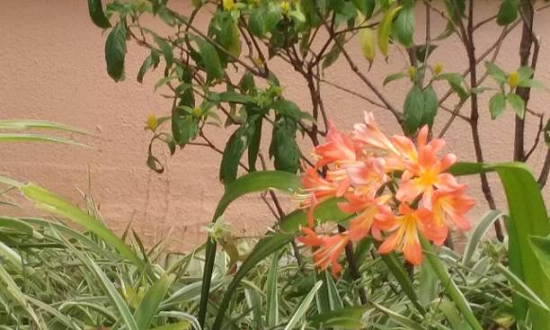 Plant in flower - orange
