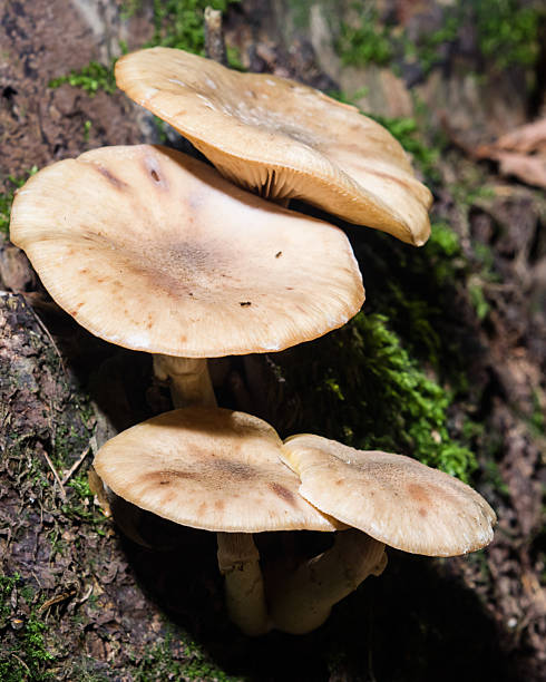 istock old agaric honey fungus in woods, macro, selective focus 490516340