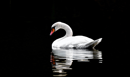 White swan swim on lake alone