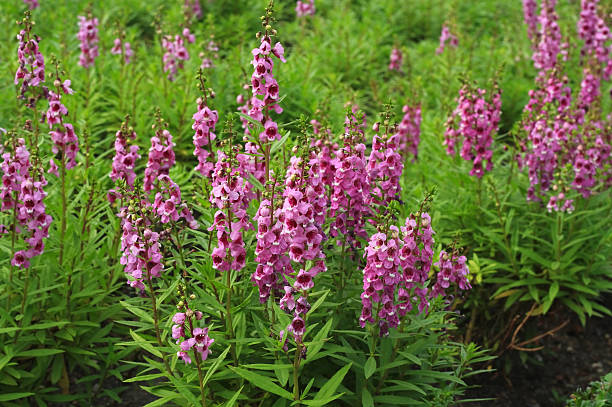 Angelonia goyazensis Benth Close up beautiful Waew Wichian (Angelonia goyazensis Benth; Thai style forget-me-not) angelonia stock pictures, royalty-free photos & images