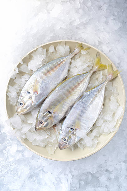 istock Fresh yellowtail fishes on a plate 490517994