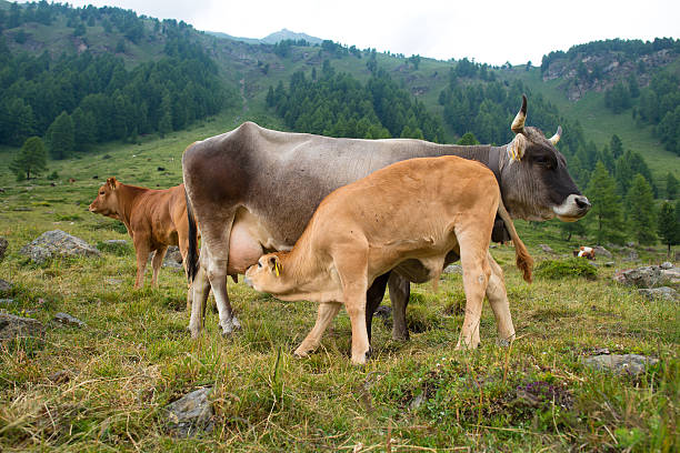 istock Calf sucks milk from the cow 490518418