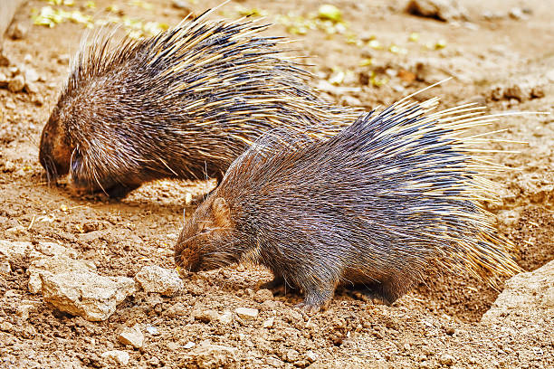 istock Animal Porcupines. 490518558