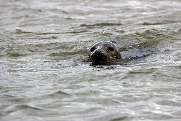 istock England: Grey Seal at Blakeney Harbour in Norfolk 490520471