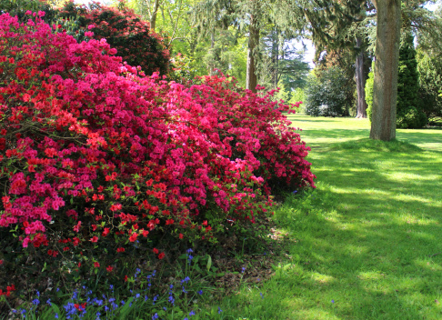 Photo showing a pretty flower border in a landscaped garden, growing in shade caused by a series of oak and beech trees.  The canopy high above the flower bed results in dappled shade and woodland type conditions, which are perfect for shade loving azaleas (small rhododendrons).  These particular azaleas are pictured here in full bloom in mid-spring, when they were covered in thousands of small red blooms.