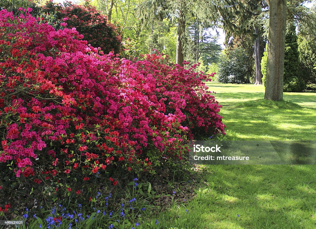 Foto de Jardim De Fronteira Na Sombra Com Azaleias Com Flores Vermelhas e  mais fotos de stock de Azaléia - iStock