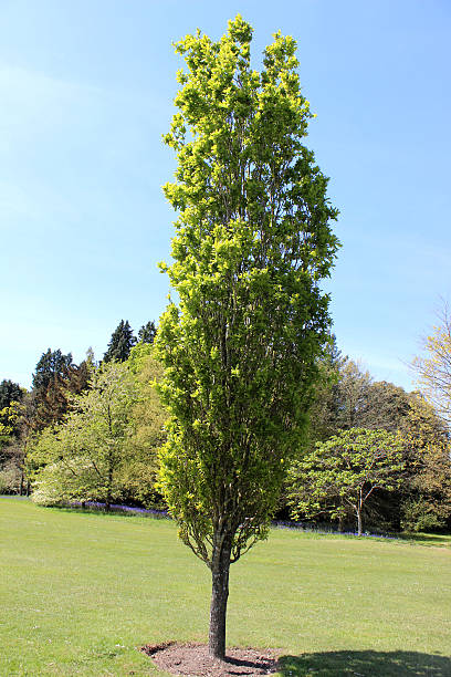 colonna/colonnare quercia, fastigiate/verticale (quercus robur fastigiata) - origins oak tree growth plant foto e immagini stock
