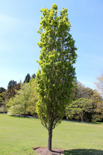 Photo showing a young 'Upright English oak tree', also known as fastigiate or columnar.  The Latin name for this unusual specimen tree is Quercus robur fastigiata.