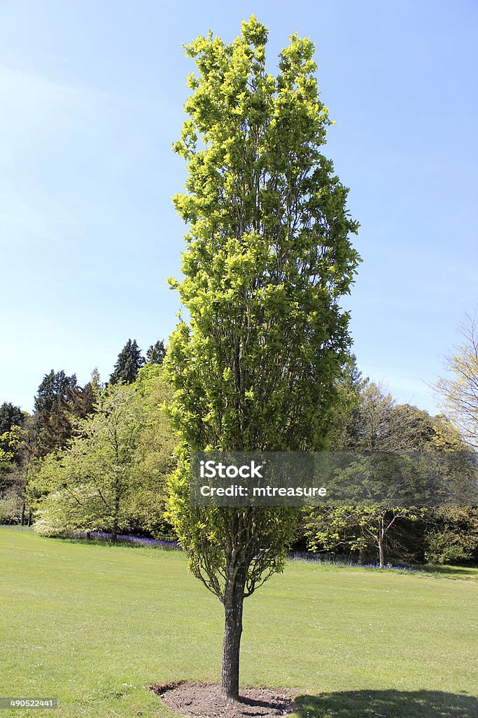 Fastigiate Shape Quercus Robur Fastigiata