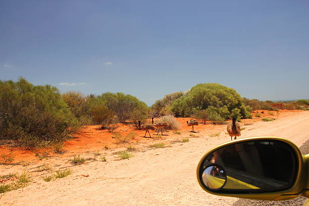 istock Emus in Western Australian outback 490522817