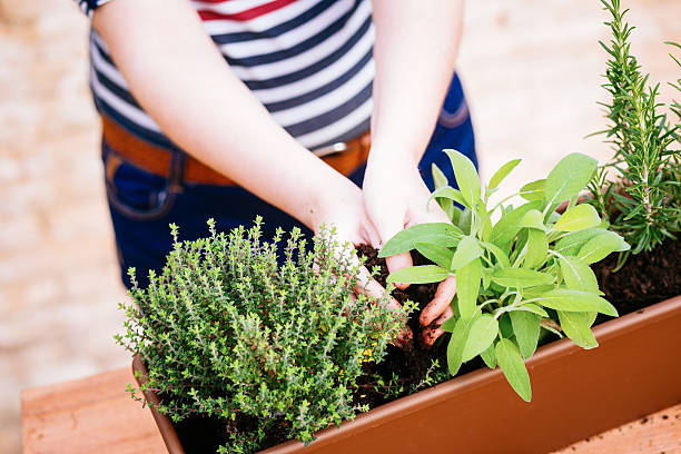 istock Hands transplanting sage on a pot 490522861