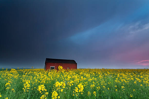 istock sunset over farmhouse on rapeseed flowers field 490523465