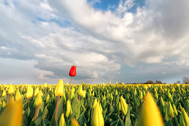 istock red tulip on yellow field in spring 490523707