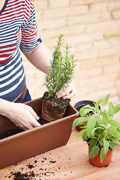 istock Hands transplanting rosemary to pot 490523763