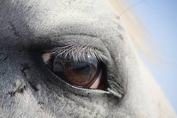 white hors'eye - sensory perception eyeball human eye eyesight zdjęcia i obrazy z banku zdjęć