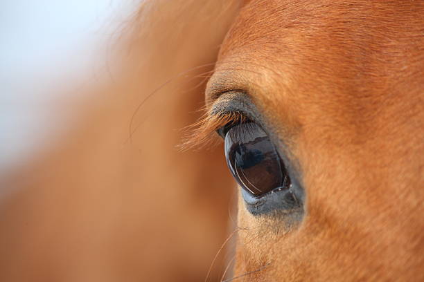 kasztanów horse eye - sensory perception eyeball human eye eyesight zdjęcia i obrazy z banku zdjęć