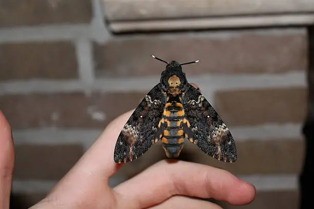 this moth is the death's head hawkmoth. I bred this one myself at home last year. the caterpillars eat privet, and the adult moths drink honey.