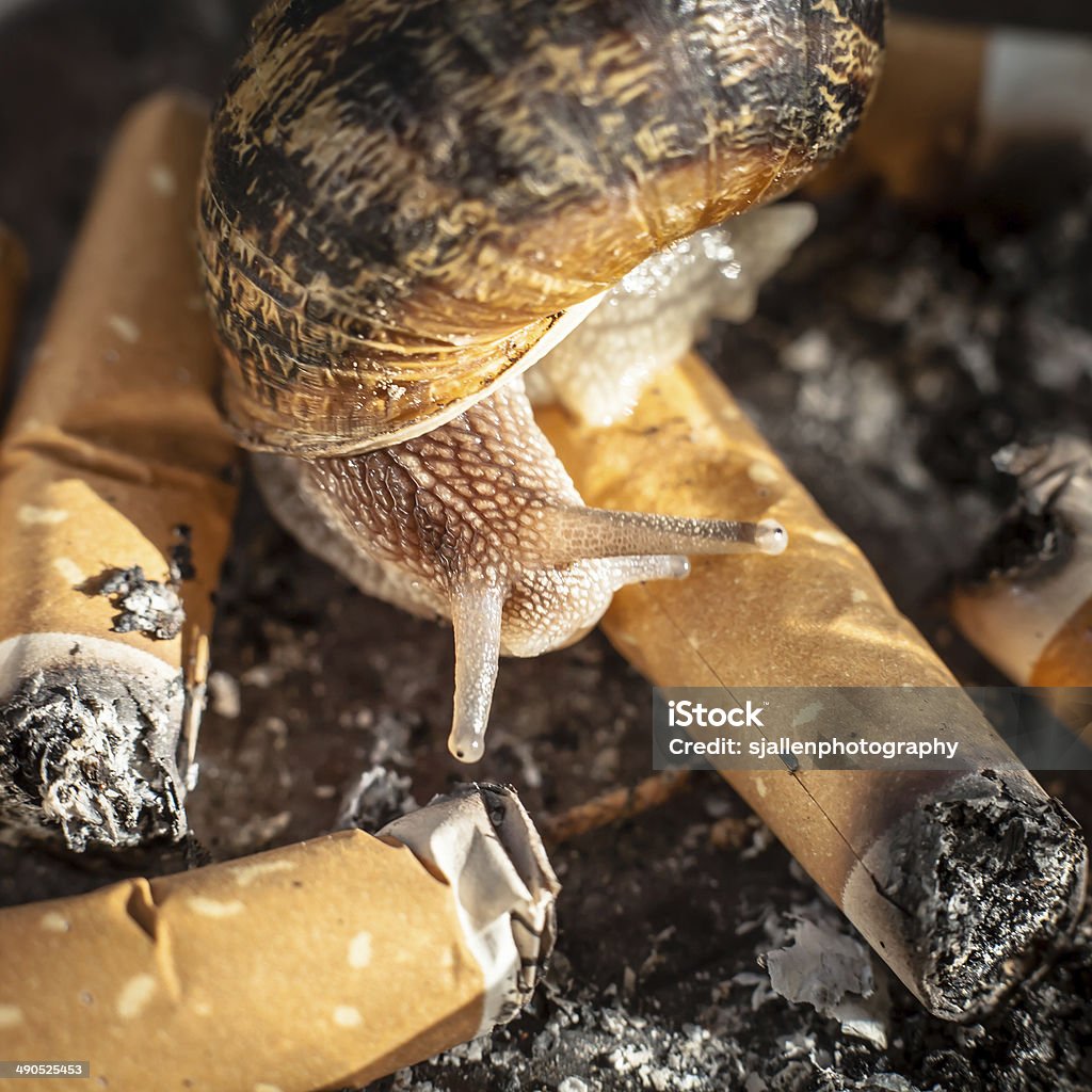 Caracol europeo de degustación cigarrillo Butts en un cenicero - Foto de stock de Animal libre de derechos