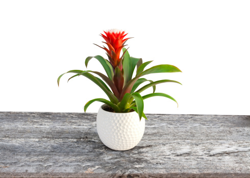 Guzmania flower blossom isolated image of the flower in the white pot on the table