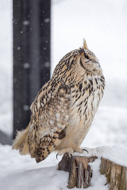 Eurasian Eagle Owl sitting on wood