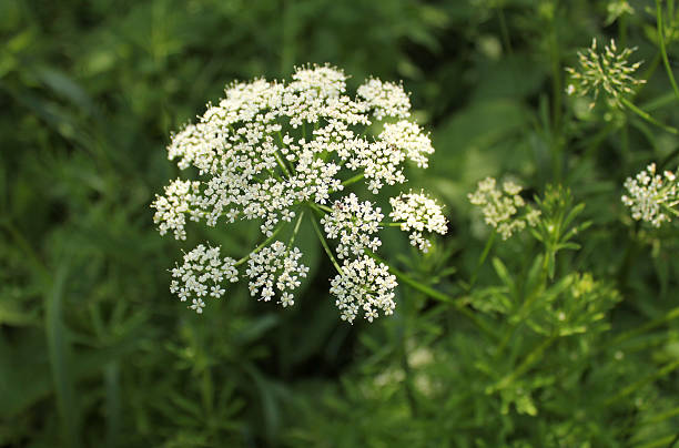 istock Aegopodium podagraria flower 490526873
