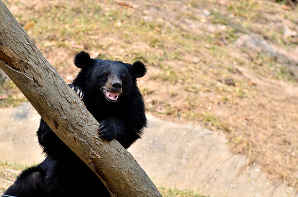 Asian black bear stock photo